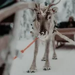 Hotel Arctic Treehouse Rovaniemi