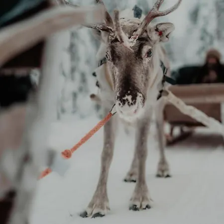 Hotel Arctic Treehouse Rovaniemi