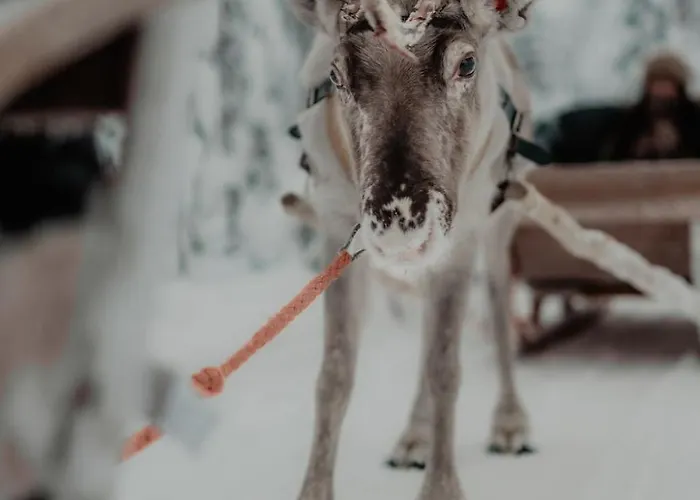 فندق Arctic Treehouse روفانييمي